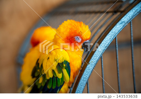 すやすや眠るコガネメキシコインコ すやすや眠るコガネメキシコインコ 143533638
