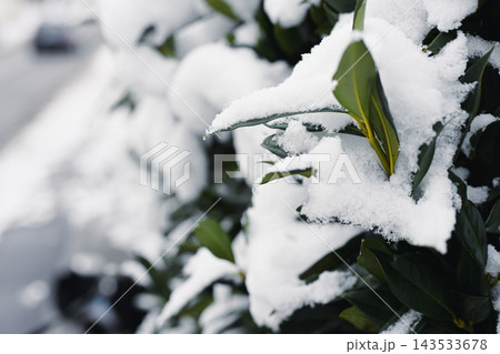 Snow covered green leaves in forest Snow covered green leaves in forest 143533678