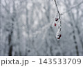 Winter branches with red berries 143533709