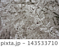 Icy branches in winter forest in forest 143533710