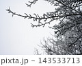 Icy branches in winter forest in forest 143533713
