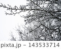 Icy branches in winter forest 143533714