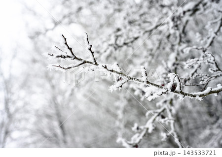 Frost covered winter branches in forest Frost covered winter branches in forest 143533721