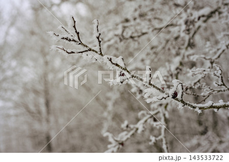 Icy branches in winter forest 143533722