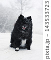 Black dog spitz in snow 143533723
