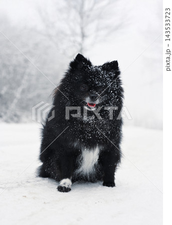 Black dog spitz in snow Black dog spitz in snow 143533723