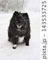 Black dog spitz in snow 143533725