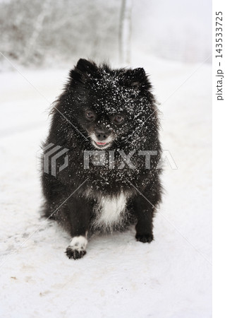 Black dog spitz in snow Black dog spitz in snow 143533725