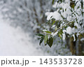 Snow covered green leaves on branch 143533728