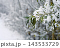 Snow covered green leaves on branch 143533729