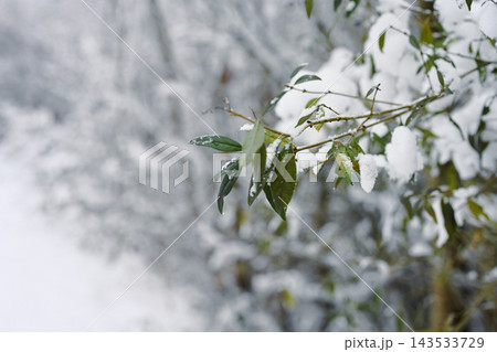 Snow covered green leaves on branch 143533729