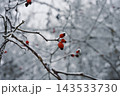 Winter branches with red berries 143533730