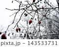 Winter branches with red berries 143533731