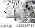 Snowy branches with red berries 143533732
