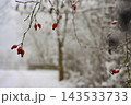Snowy branches with red berries 143533733
