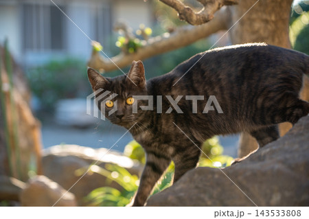 黄色の瞳が輝く黒猫 黄色の瞳が輝く黒猫 143533808