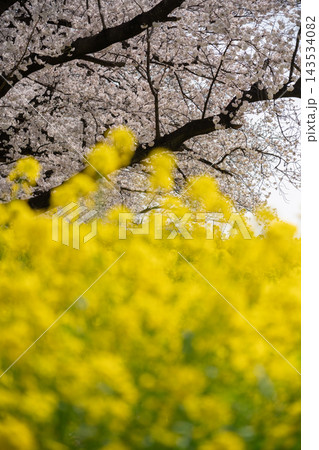 桜と菜の花の春景色 143534082