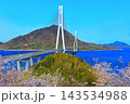 【広島県】桜咲く春の多々羅展望台から見た（多々羅大橋） 143534988
