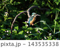枝にとまり獲物を狙うカワセミ 143535338