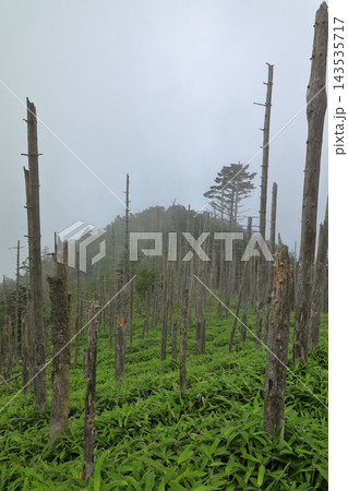 夏の牛奥ノ雁ヶ腹摺山の風景 夏の牛奥ノ雁ヶ腹摺山の風景 143535717