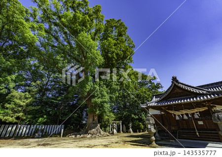 本山　高良神社　神木　香川県三豊市 143535777