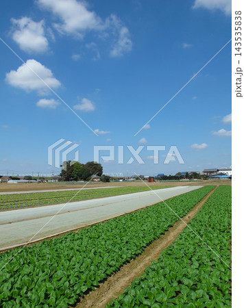 首都圏郊外の秋の朝の小松菜畑風景 首都圏郊外の秋の朝の小松菜畑風景 143535838