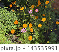 カラフルなコスモス 143535991