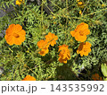 オレンジのきれいなコスモスの花 143535992