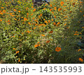 オレンジ色に色づいた庭先の花 143535993