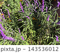 紫色の花を咲かせた植物 143536012