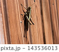 壁で休んでるバッタ 143536013