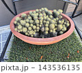庭に植えられた多肉植物 143536135