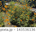秋の花壇に咲くキバナコスモスの黄色い花 143536136