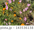 コスモスの季節、色とりどりの花が咲いています 143536138