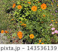 秋の花壇に咲くコスモスの黄色い花 143536139