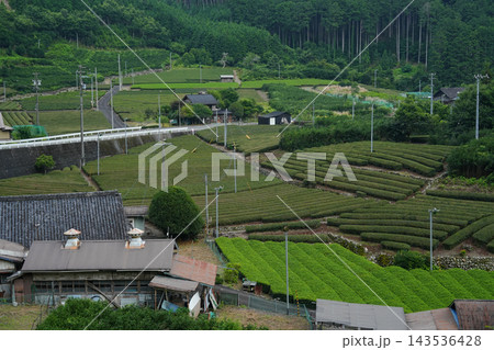 静岡県_静岡市葵区柿島_茶畑 静岡県_静岡市葵区柿島_茶畑 143536428