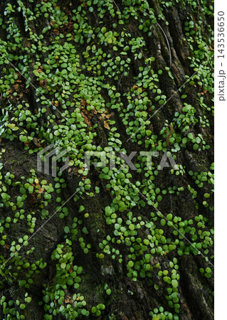 岡山県高梁市_シダ植物_マメヅタ(豆蔦) 143536650