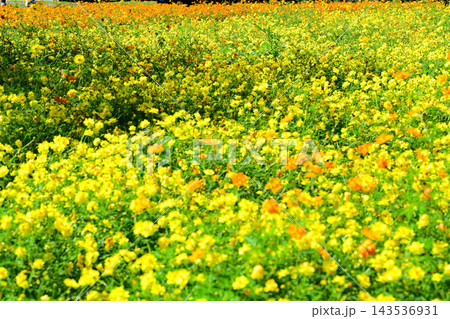 満開のお花畑 キバナコスモス 満開のお花畑 キバナコスモス 143536931