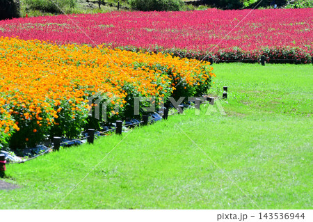 緑の芝生と彩り豊かな花壇 緑の芝生と彩り豊かな花壇 143536944