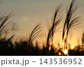 夕陽に輝くススキ 143536952