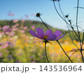 コスモス畑に咲く秋桜 143536964