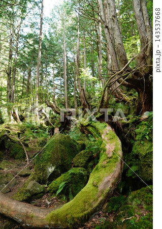 原生林の中の緑の苔むした岩や倒木 原生林の中の緑の苔むした岩や倒木 143537668