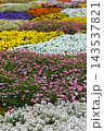 Beautiful colorful flower bed blooming in public park garden 143537821
