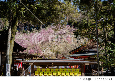 姫の宮神社の社梅林の風景 姫の宮神社の社梅林の風景 143537854