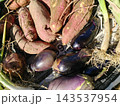 収穫したての家庭菜園の秋茄子とさつまいもとねぎ 143537954