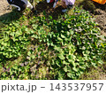 家庭菜園で収穫直前のさつまいもの葉 143537957