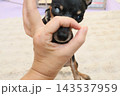 愛犬と遊び 愛犬と遊び 143537959