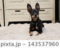 愛犬の目線 愛犬の目線 143537960