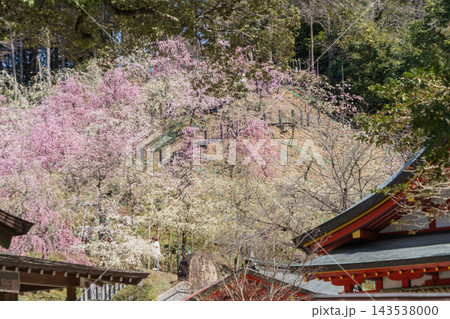 姫の宮神社の梅林 姫の宮神社の梅林 143538000