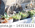 庭の多肉植物 庭の多肉植物 143538121